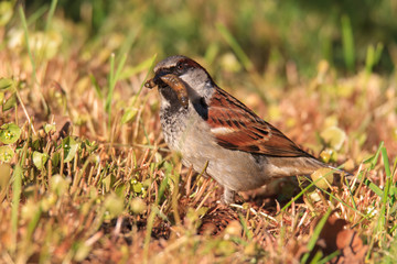 Fototapeta premium Haussperling fängt leckere Insektenlarve