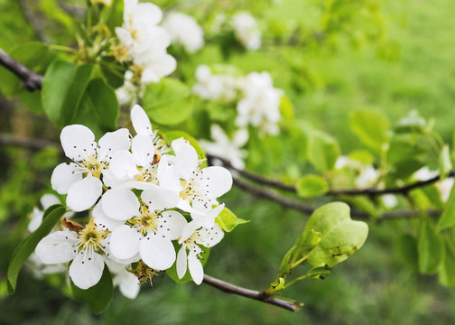 Blütenpracht am Birnbaum im Frühling