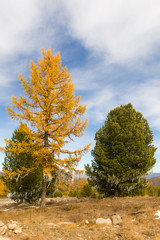 trees decorated with white ribbons