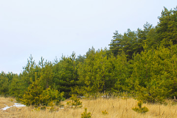 Obraz premium Pine forest