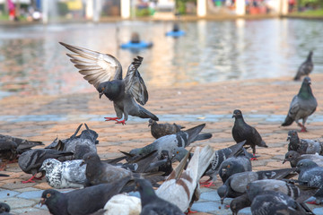 Freedom bird , pigeon 