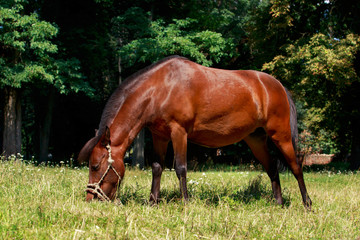 Obraz premium the brown horse