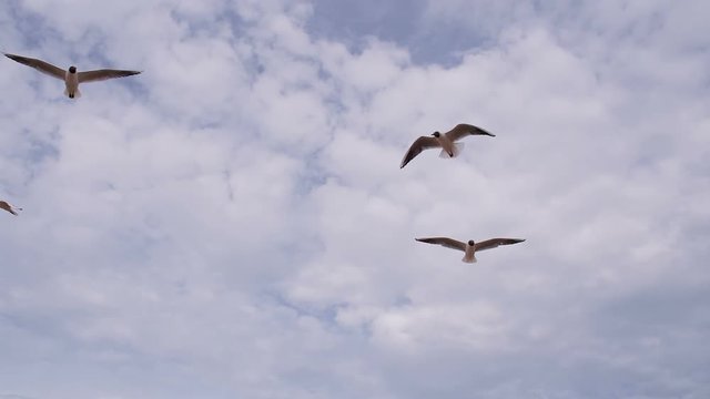 Seagulls Hover Over the Camera