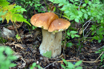 White mushrooms in the forest