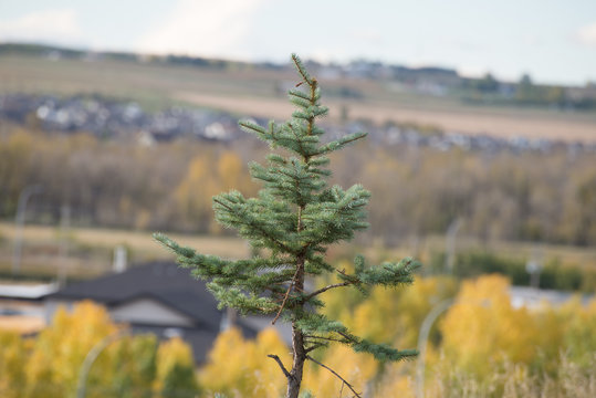 The Tree Top
