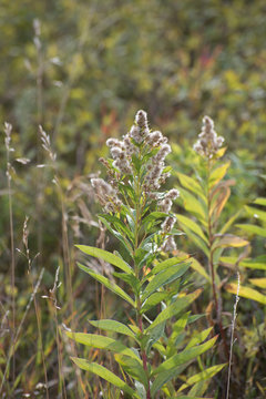 Small Plants