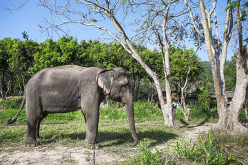 asia elephant in thailand