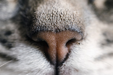 Fragment of a cat's muzzle: nose and moustaches. Close up, horiz
