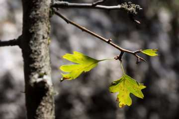 detail of green leafs on a tree