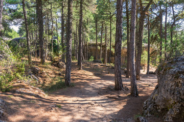view of trees in a mountain park