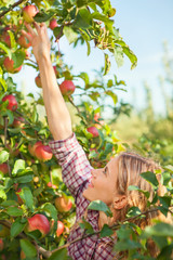 Beautiful young woman picking ripe organic apples