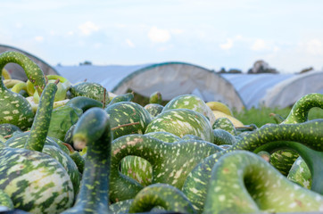 Crate of ornamental variegated green gourds