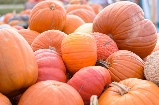 Assorted pumpkins at a farmers market