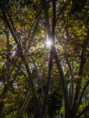 Obraz premium Sunlight Through A Tree