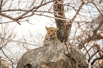 Leopard on the rocks.