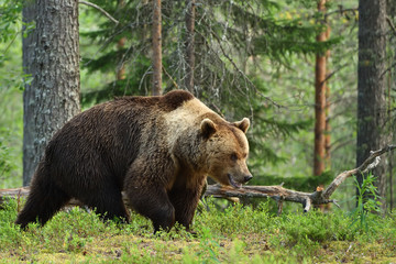 Naklejka na ściany i meble brown bear, forest background