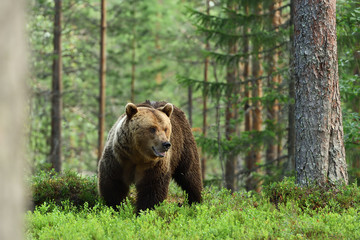 Plakat brown bear, forest background
