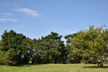 Fototapeta na wymiar 林と１本の桜の木