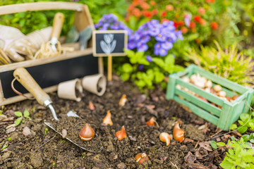 Flower bulbs and garden accessories for planting. Gardening. 
