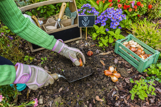 The gardener planted bulbs of flowers to the ground. Work in the garden.