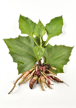 Yacon / Poire de terre