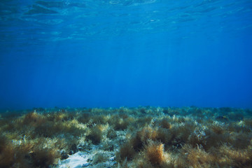 Naklejka na ściany i meble Underwater blue background in sea