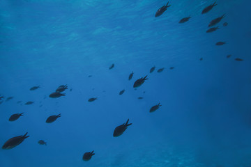 fish underwater