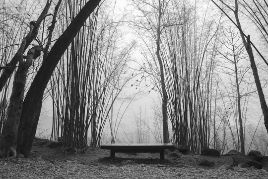 Fototapeta lonely bench in a forest