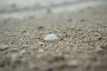 Orebic,seashell on a pebble beach,Croatia,Europe