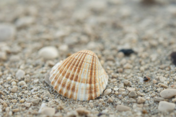 Fototapeta na wymiar Orebic,seashell on a pebble beach,Croatia,Europe