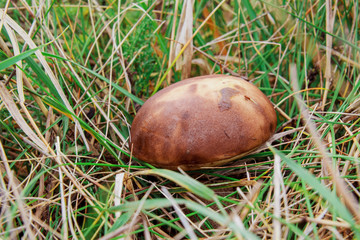 Forest mushroom wild in the forest