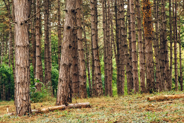 Pine tree forest in autumn october afternoon