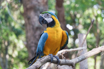 Beautiful Blue and gold macaw bird - Tropical parrot