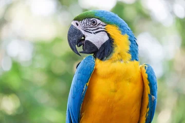 Foto op Canvas Mooie blauwe en gouden aravogel - Tropische papegaai © crazybboy