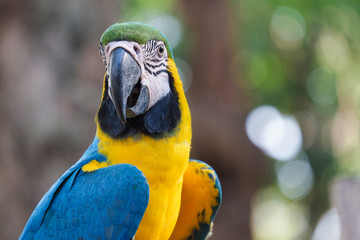 Beautiful Blue and gold macaw bird - Tropical parrot