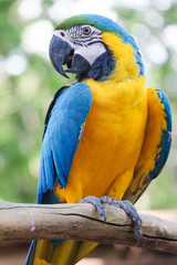 Beautiful Blue and gold macaw bird - Tropical parrot