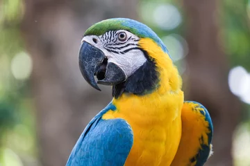 Rolgordijnen Beautiful Blue and gold macaw bird - Tropical parrot © crazybboy