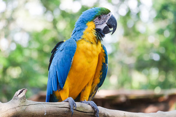 Beautiful Blue and gold macaw bird - Tropical parrot