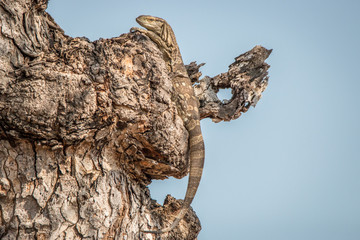 Rock monitor in a tree.