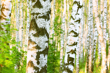 Obraz premium summer in birch forest