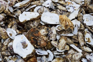 large number of empty oyster shells