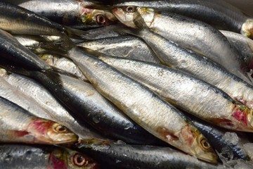 Sardines on sale