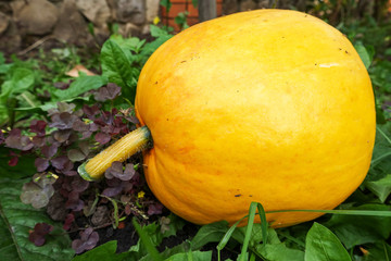 Pumpkin