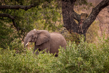 Fototapeta premium Leopard feeding on a zebra in a tree.