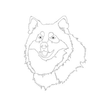 husky dog head face realistic vector illustration coloring