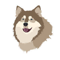 husky dog head face realistic vector illustration