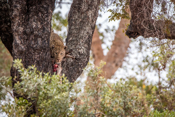 Leopard feeding on a zebra in a tree.