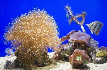 Sea Anemone in the aquarium