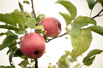 Fresh red apple on a branch. Selective focus. Shallow depth of f