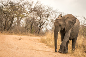 Fototapeta na wymiar An Elephant walking on the road.